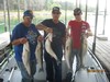(08/05/2014) - Nice Striped Bass